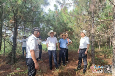 抚州市林业局局长吴开发赴崇仁调研林改工作，助力林业产品销售升级
