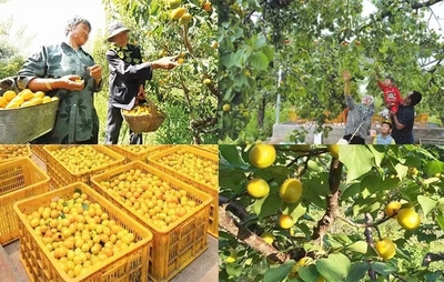 甘肃张掖林草局 以产品营销助推林业产业高质量发展