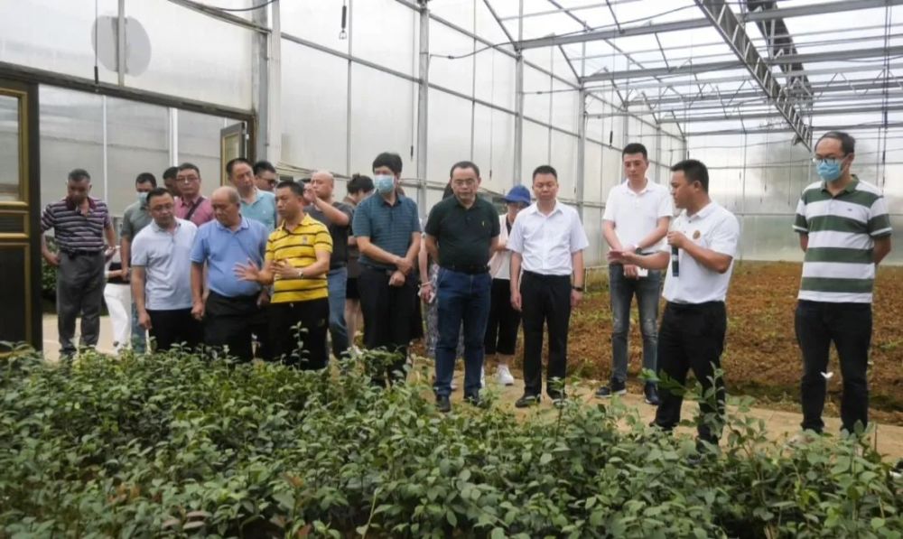 广东省林业产业协会赴玉屏考察油茶产业，助力产业升级与市场拓展