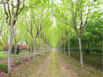 朱湖苗木葱茏产销旺 电子产品销售新机遇