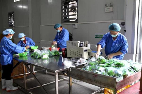 竹韵生金 一片竹林带旺的南粤美丽乡村