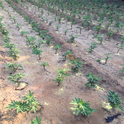 2018年一米高无花果树苗市场价格与选购指南